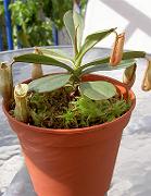 Nepenthes vieillardi 'Mount Kagnis Giant'